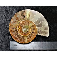 Große Cleoniceras Ammonite Fossil Cut & Polierte Halbe Scheibe Unterkreidezeit 110Myo Madagaskar Druzy Calcit Kammern Mit Coa von NotJustFossils