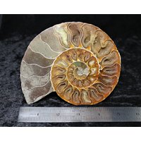 Großer Cleoniceras Ammonit Fossil Cut & Polierte Halbe Scheibe Untere Kreide 110Myo Madagaskar Druzy Calcit Kammern Mit Echtheitszertifikat von NotJustFossils