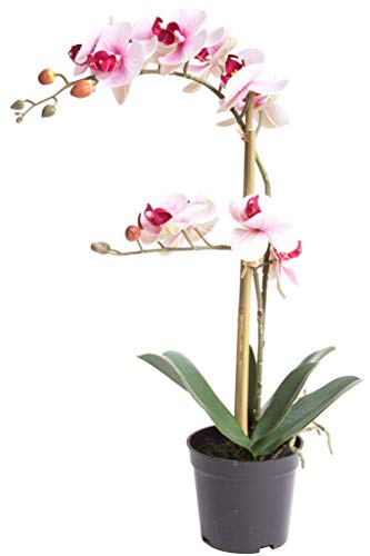 Nova-Nature künstliche Orchidee Bora (Orchideen Pflanze/Phalaenopsis) im schwarzen Kunststofftopf mit Rispen, Blättern und Luftwurzeln real Touch (Creme-pink, ca. 50 cm / 2 Rispen) von Nova-Nature