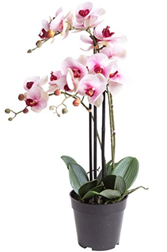 Nova-Nature künstliche Orchidee Bora (Orchideen Pflanze/Phalaenopsis) im schwarzen Kunststofftopf mit Rispen, Blättern und Luftwurzeln real Touch (Creme-pink, ca. 60 cm / 3 Rispen) von Nova-Nature