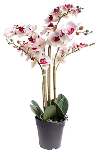 Nova-Nature künstliche Orchidee Bora (Orchideen Pflanze/Phalaenopsis) im schwarzen Kunststofftopf mit Rispen, Blättern und Luftwurzeln real Touch (Creme-pink, ca. 60 cm / 5 Rispen) von Nova-Nature