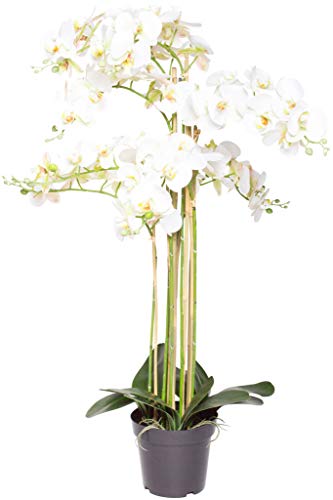 Nova-Nature künstliche Orchidee Bora (Orchideen Pflanze/Phalaenopsis) im schwarzen Kunststofftopf mit Rispen, Blättern und Luftwurzeln real Touch (Creme-weiß, ca. 110 cm / 8 Rispen) von Nova-Nature