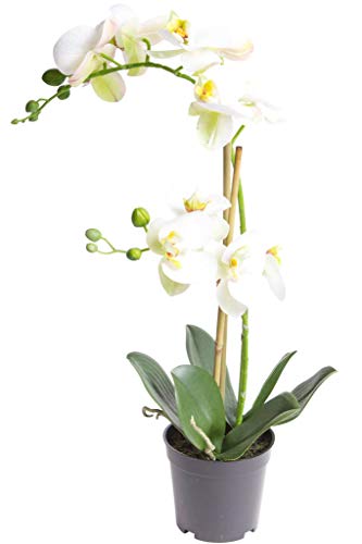 Nova-Nature künstliche Orchidee Bora (Orchideen Pflanze/Phalaenopsis) im schwarzen Kunststofftopf mit Rispen, Blättern und Luftwurzeln real Touch (Creme-weiß, ca. 50 cm / 2 Rispen) von Nova-Nature