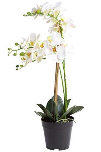 Nova-Nature künstliche Orchidee Bora (Orchideen Pflanze/Phalaenopsis) im schwarzen Kunststofftopf mit Rispen, Blättern und Luftwurzeln real Touch (Creme-weiß, ca. 60 cm / 3 Rispen) von Nova-Nature