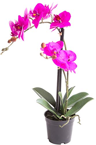 Nova-Nature künstliche Orchidee Bora (Orchideen Pflanze/Phalaenopsis) im schwarzen Kunststofftopf mit Rispen, Blättern und Luftwurzeln real Touch (Fuchsia, ca. 50 cm / 2 Rispen) von Nova-Nature