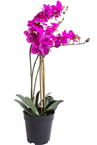 Nova-Nature künstliche Orchidee Bora (Orchideen Pflanze/Phalaenopsis) im schwarzen Kunststofftopf mit Rispen, Blättern und Luftwurzeln real Touch (Fuchsia, ca. 60 cm / 3 Rispen) von Nova-Nature