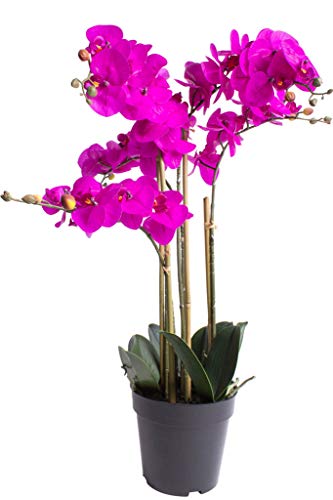 Nova-Nature künstliche Orchidee Bora (Orchideen Pflanze/Phalaenopsis) im schwarzen Kunststofftopf mit Rispen, Blättern und Luftwurzeln real Touch (Fuchsia, ca. 60 cm / 5 Rispen) von Nova-Nature