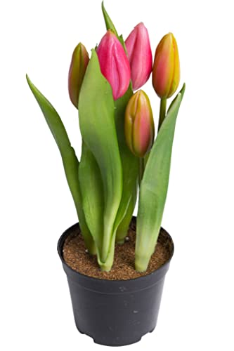 Nova-Nature künstliches Tulpenarrangement mit 5 Blütenknospen im schwarzen Kunststofftopf real Touch (Beauty), 12 x 23 cm von Nova-Nature