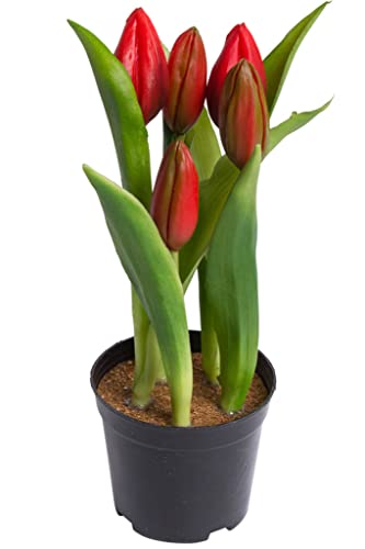 Nova-Nature künstliches Tulpenarrangement mit 5 Blütenknospen im schwarzen Kunststofftopf real Touch (rot), 12 x 23 cm von Nova-Nature