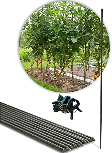 Novatool 10 x Tomatenstab 60 cm und 20x Pflanzenclip Set I Pflanzenhalter Stab Tomatenstab Pflanzenbefestigung Stab I Clips Pflanzenklammern Pflanzenhalter Gewächshaus Zimmerpflanze rund Novatool 10 x Tomatenstab 60 cm und 20x Pflanzenclip Set I Pflanzenhalter Stab Tomatenstab Pflanzenbefestigung Stab I Clips Pflanzenklammern Pflanzenhalter Gewächshaus Zimmerpflanze rund von Novatool