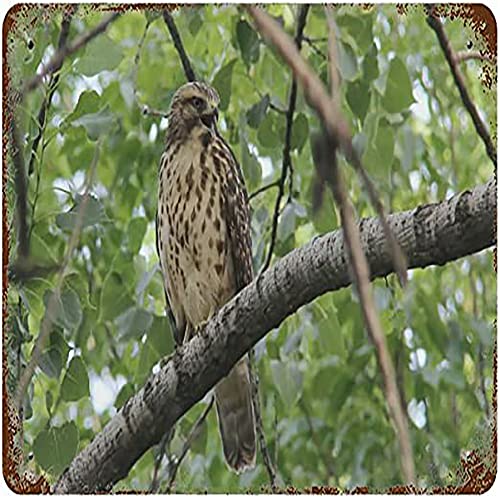 Blechschild mit niedlichem Adler, Vintage-Design, Metall, Poster, Garten, Männerhöhle, Garage, Klassenzimmer, Bibliothek, Wohnzimmer, Schule, Wanddekoration, Geschenk, Tierliebhaber, Geschenke, 30,5 x von Nufar