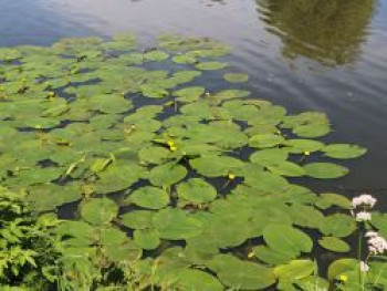 Heimische Große Teichrose, Nuphar lutea, Topfware von Nuphar lutea