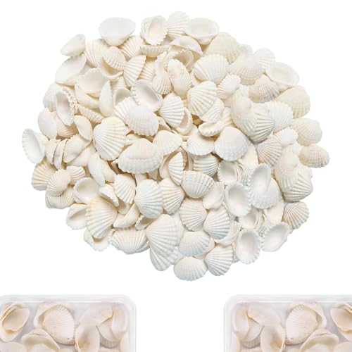 Nurila 40 Stück Muscheln, Weiß Muscheln zum Basteln, 2-3 cm Muscheln Deko, Muschel Deko für DIY Kunsthandwerk, Vase Füllstoffe, Fisch Panzer, DIY Armbandschmuck, Home Decoration von Nurila