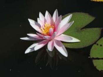 Wohlriechende Seerose 'Rosennymphe', Nymphaea odorata 'Rosennymphe', Topfware von Nymphaea odorata 'Rosennymphe'