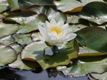 Seerose 'Richardsonii', Nymphaea tuberosa 'Richardsonii', Topfware von Nymphaea tuberosa 'Richardsonii'