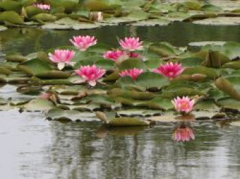 Seerose 'Attraction', Nymphaea x cultorum 'Attraction', Topfware von Nymphaea x cultorum 'Attraction'