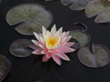 Seerose 'Aurora', Nymphaea x cultorum 'Aurora', Topfware von Nymphaea x cultorum 'Aurora'