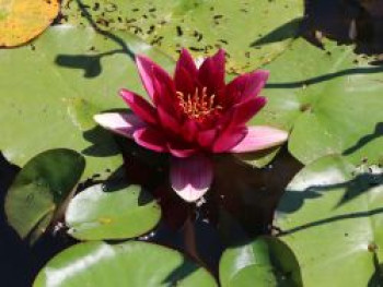 Seerose 'Froebeli', Nymphaea x cultorum 'Froebeli', Topfware von Nymphaea x cultorum 'Froebeli'