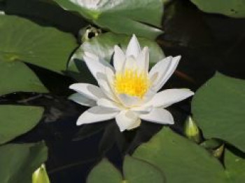 Seerose 'Hermine', Nymphaea x cultorum 'Hermine', Topfware von Nymphaea x cultorum 'Hermine'