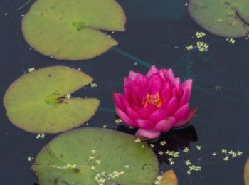 Seerose 'James Brydon', Nymphaea x cultorum 'James Brydon', Topfware von Nymphaea x cultorum 'James Brydon'