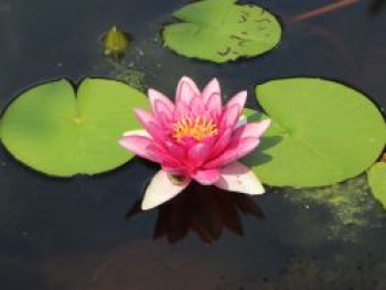 Seerose 'Laydeckeri Lilacea', Nymphaea x cultorum 'Laydeckeri Lilacea', Topfware von Nymphaea x cultorum 'Laydeckeri Lilacea'