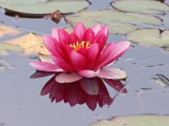 Seerose 'Laydeckeri Purpurata', Nymphaea x cultorum 'Laydekeri Purpurata', Topfware von Nymphaea x cultorum 'Laydekeri Purpurata'