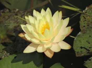 Seerose 'Marliacea Chromatella', Nymphaea x cultorum 'Marliacea Chromatella', Topfware von Nymphaea x cultorum 'Marliacea Chromatella'