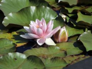 Seerose 'Marliacea Rosea', Nymphaea x cultorum 'Marliacea Rosea', Topfware von Nymphaea x cultorum 'Marliacea Rosea'