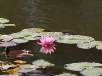 Seerose 'Mme. Wilfron Gonnere', Nymphaea x cultorum 'Mme. Wilfron Gonnere', Topfware von Nymphaea x cultorum 'Mme. Wilfron Gonnere'