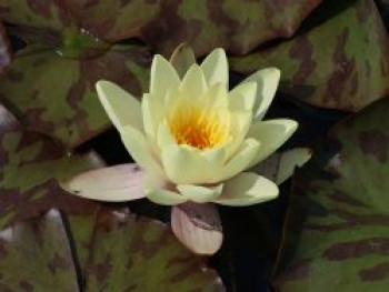Zwerg-Seerose 'Helvola', Nymphaea x tetragona 'Helvola', Topfware von Nymphaea x tetragona 'Helvola'