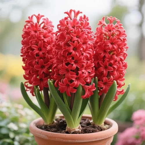 Hyazinthen, Winterhart Hyazinthen Rhizom, Adenium obesum, Mehrjährige Gartenrhizome, Seltene Hyazinthen-Gartenbepflanzung-2 Rhizome-D Hyazinthen, Winterhart Hyazinthen Rhizom, Adenium obesum, Mehrjährige Gartenrhizome, Seltene Hyazinthen-Gartenbepflanzung-2 Rhizome-D von Nyugs