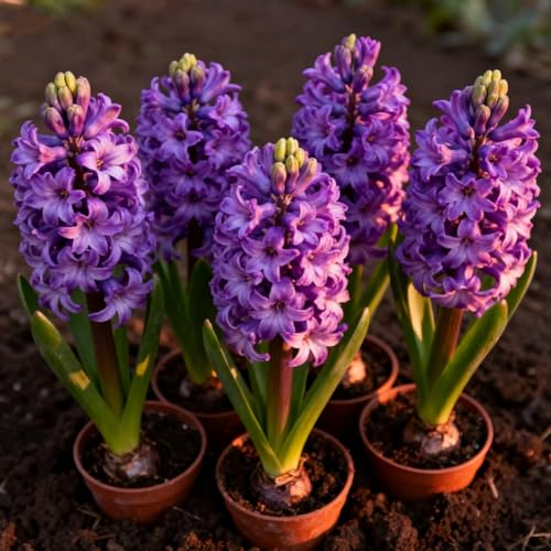 Hyazinthen, Winterhart Hyazinthen Rhizom, Adenium obesum, Mehrjährige Gartenrhizome, Seltene Hyazinthen-Gartenbepflanzung-6 Rhizome-A Hyazinthen, Winterhart Hyazinthen Rhizom, Adenium obesum, Mehrjährige Gartenrhizome, Seltene Hyazinthen-Gartenbepflanzung-6 Rhizome-A von Nyugs