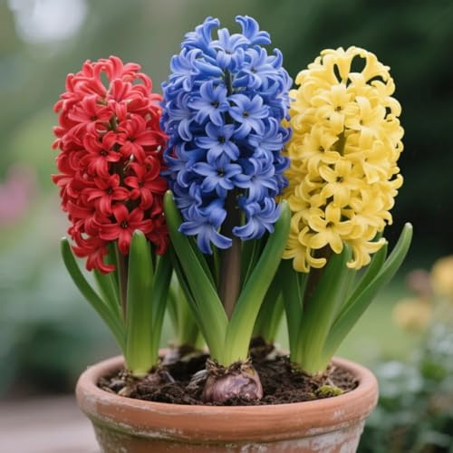 Hyazinthen, Winterhart Hyazinthen Rhizom, Adenium obesum, Mehrjährige Gartenrhizome, Seltene Hyazinthen-Gartenbepflanzung-8 Rhizome-G von Nyugs