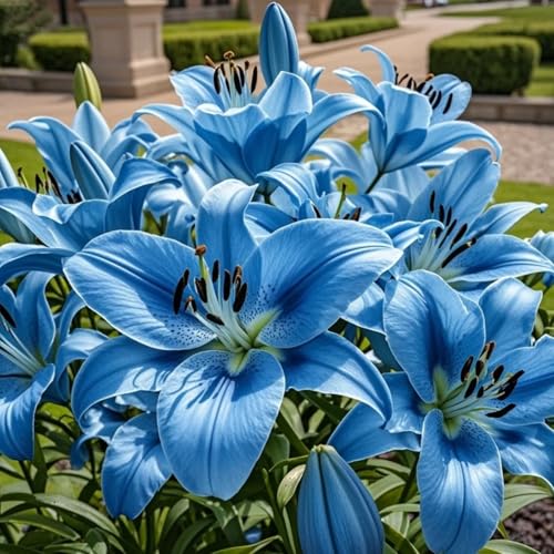 Lilien, Winterhart Lilien Rhizom, Mehrjährige Gartenrhizome, Seltene Pfingstrosen-Gartenbepflanzung-6 Rhizome-G von Nyugs