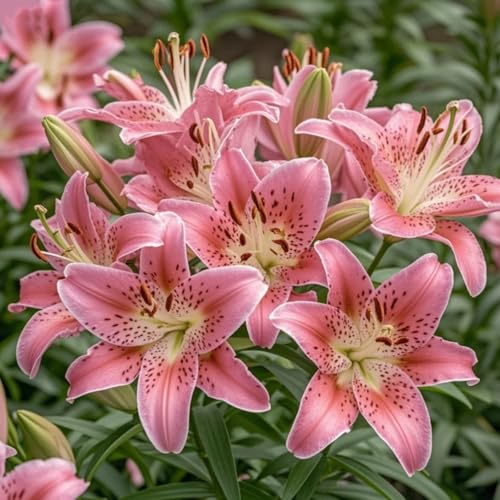 Lilien, Winterhart Lilien Rhizom, Mehrjährige Gartenrhizome, Seltene Pfingstrosen-Gartenbepflanzung-8 Rhizome-B von Nyugs