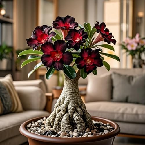 Wüstenrose, Winterhart Wüstenrosen Rhizom, Adenium obesum, Mehrjährige Gartenrhizome, Seltene Pfingstrosen-Gartenbepflanzung-2 Rhizome-E von Nyugs