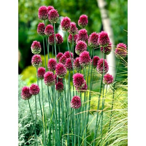 Alliumzwiebeln -Zierlauch - Wurzeln– üPpig GrüNe BläTter, Pflegeleicht, Perfekt FüR Haus Und Garten-10 Allium-E von OCFVJNF