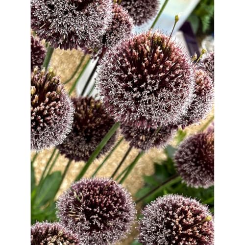 Alliumzwiebeln -Zierlauch - Wurzeln– üPpig GrüNe BläTter, Pflegeleicht, Perfekt FüR Haus Und Garten-10 Allium-J von OCFVJNF