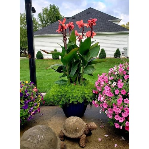 Canna-Canna- Wurzeln– üPpig GrüNe BläTter, Pflegeleicht, Perfekt FüR Haus Und Garten-2 Stängel-D von OCFVJNF