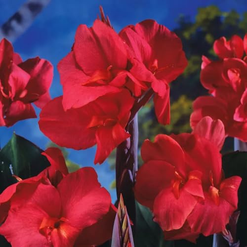 Canna Zum Anpflanzen/Winterharte MehrjäHrige Canna/Schnell Wachsend-Lange BlüTezeit - Hochwertig, Gemischt, Selten, AusgewäHlt-1 Wurzeln-A von OCFVJNF