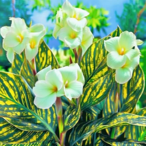 CannaZwiebeln -Zierlauch - Wurzeln– üPpig GrüNe BläTter, Pflegeleicht, Perfekt FüR Haus Und Garten-4 Stängel-I von OCFVJNF