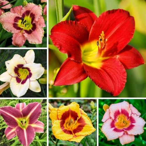 Daylily Preferisce La Piena Luce Del Giorno, Daylily Cresce VelocementeHemerocallis bulbi-8 Lampadine,a von OCFVJNF