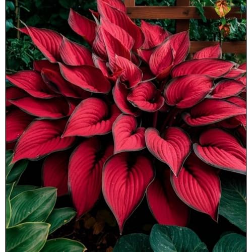 Funkien-Hosta- Wurzeln– üPpig GrüNe BläTter, Pflegeleicht, Perfekt FüR Haus Und Garten-15 Stängel-b von OCFVJNF