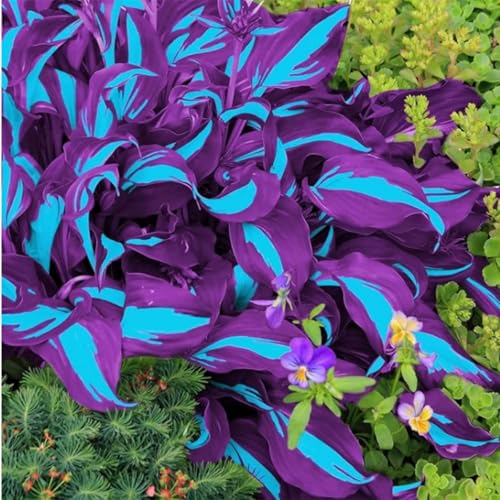 Funkien-Hosta- Wurzeln– üPpig GrüNe BläTter, Pflegeleicht, Perfekt FüR Haus Und Garten-6 Stängel-h von OCFVJNF