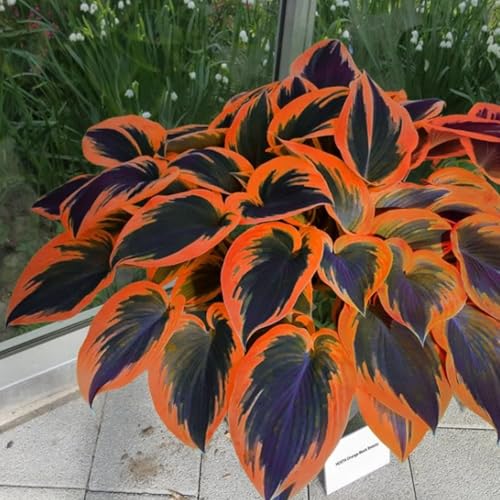 Funkien-Hosta- Wurzeln– üPpig GrüNe BläTter, Pflegeleicht, Perfekt FüR Haus Und Garten-6 Stängel-i von OCFVJNF