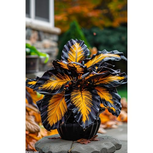 Hosta Zum Anpflanzen/Winterharte MehrjäHrige Hosta/Schnell Wachsend-Lange BlüTezeit - Hochwertig, Gemischt, Selten, AusgewäHlt-10 Wurzeln-e von OCFVJNF