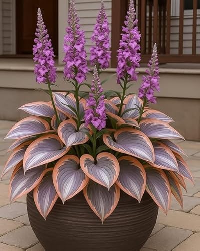 Hosta Zum Anpflanzen/Winterharte MehrjäHrige Hosta/Schnell Wachsend-Lange BlüTezeit - Hochwertig, Gemischt, Selten, AusgewäHlt-6 Wurzeln-g von OCFVJNF