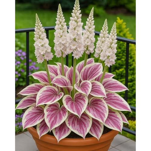 Hosta Zum Anpflanzen/Winterharte MehrjäHrige Hosta/Schnell Wachsend-Lange BlüTezeit - Hochwertig, Gemischt, Selten, AusgewäHlt-8 Wurzeln-d von OCFVJNF