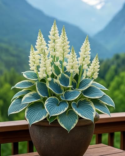 Hosta Zum Anpflanzen/Winterharte MehrjäHrige Hosta/Schnell Wachsend-Lange BlüTezeit - Hochwertig, Gemischt, Selten, AusgewäHlt-8 Wurzeln-j von OCFVJNF