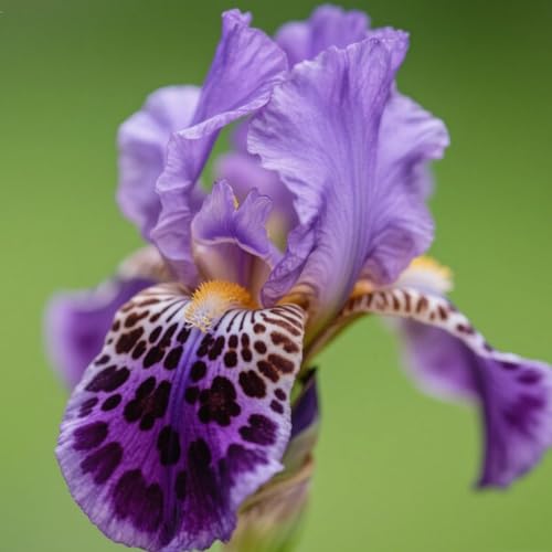 Iriszwiebeln,mehrjährig winterhart,große Iriszwiebeln,schaffen einen tropischen Stil,Gartendekoration,Topfpflanzen(Iris) von OCFVJNF